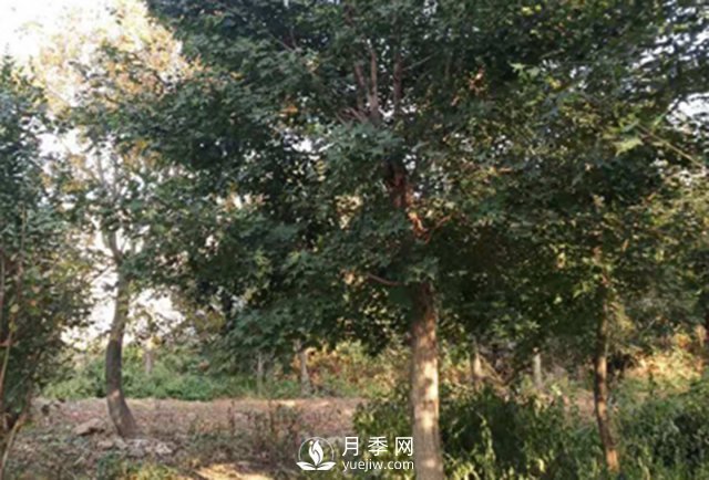 你能正確分辨出五角楓與元寶楓嗎？(圖1)