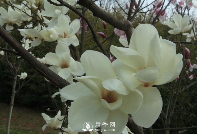 黃玉蘭和白玉蘭的不同，河南白玉蘭基地為你一一介紹(圖1)
