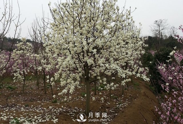 河南南召白玉蘭樹木整形的那些技術(shù)要點介紹(圖2)