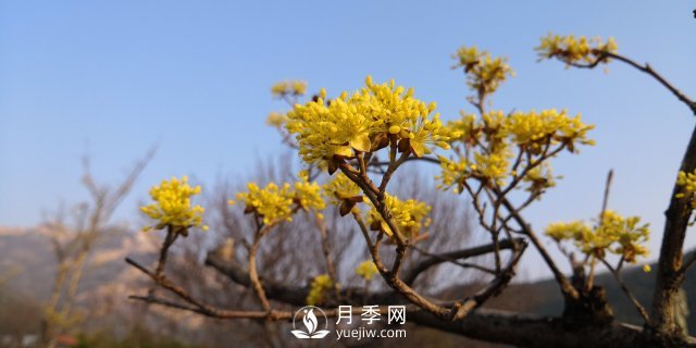 河南山茱萸有沒(méi)有成為園林常用苗的實(shí)力？(圖1)