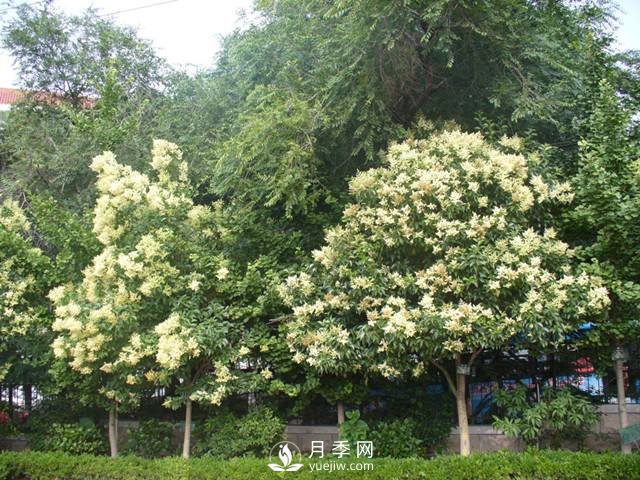 如何讓河南大葉女貞生長的更加優(yōu)質(zhì)？(圖1)
