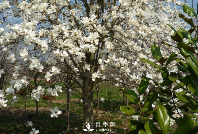 白玉蘭不僅“顏值”高，而且生態(tài)功能強(qiáng)大！(圖1)