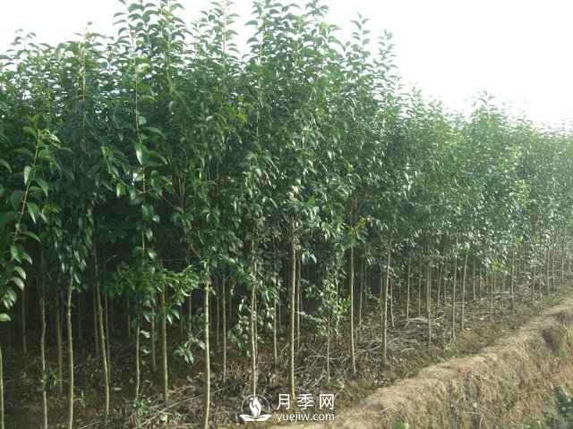 大葉女貞一般預防凍害的措施主要有八個點(圖1)