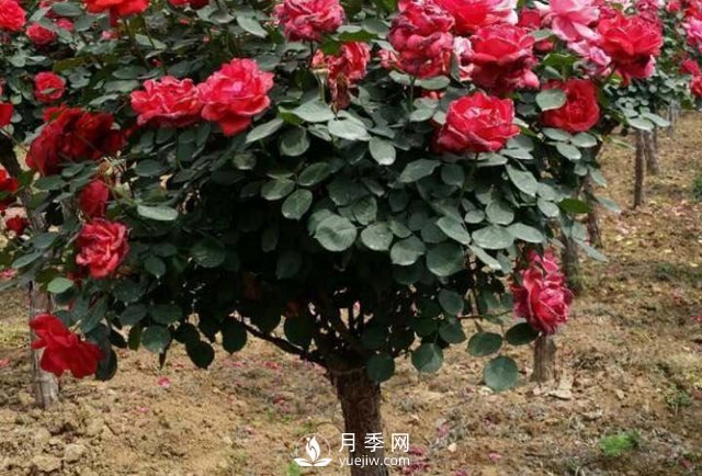 南陽月季種植的條件主要有哪些？(圖1)