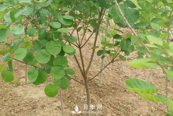 黃櫨樹(shù)白粉病癥狀是怎樣的？(圖1)