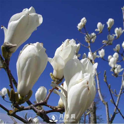 南陽白玉蘭的養(yǎng)護(hù)注意事項(xiàng)介紹(圖1)