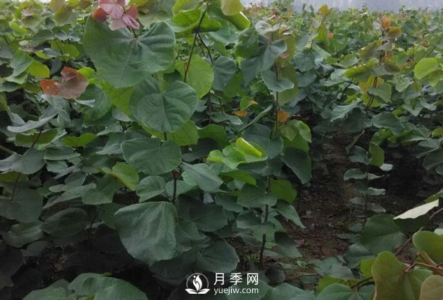 巨紫荊種植基地講述它的生態(tài)習(xí)性以及園林用途(圖1)