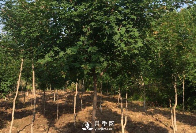 移植優(yōu)質(zhì)五角楓的訣竅你了解嗎？(圖1)