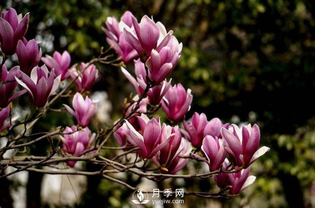苗木種植基地分析紫玉蘭的腐爛病如何來防治？(圖1)