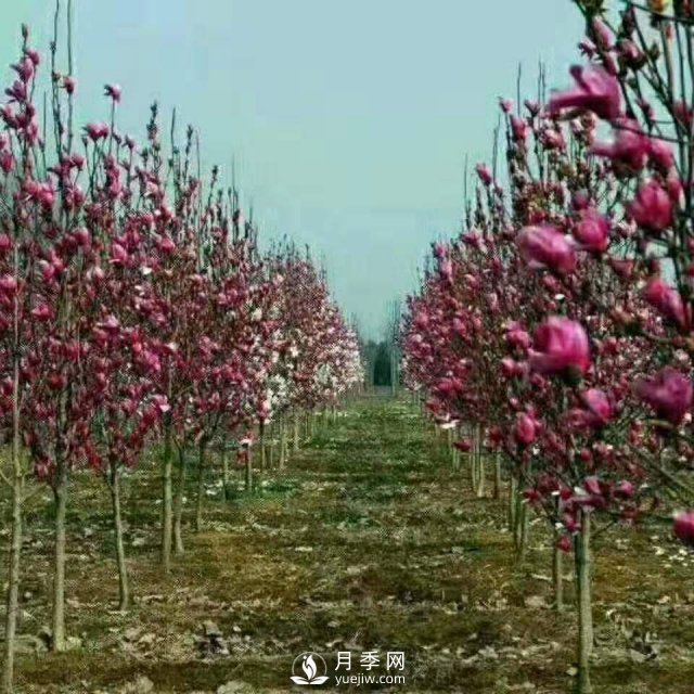 紅玉蘭樹的經(jīng)濟(jì)價(jià)值表現(xiàn)在哪些地方，你了解過嗎？(圖1)