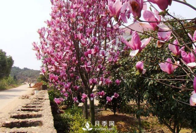 怎樣防治治療紅玉蘭大班病害？(圖1)