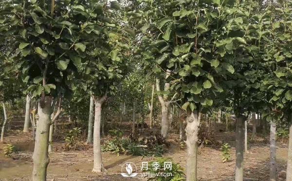 8-15公分紅白黃玉蘭量大，還有嬌紅一號，需要的朋友趕快聯(lián)系哦(圖2)