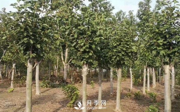 8-15公分紅白黃玉蘭量大，還有嬌紅一號，需要的朋友趕快聯(lián)系哦(圖1)