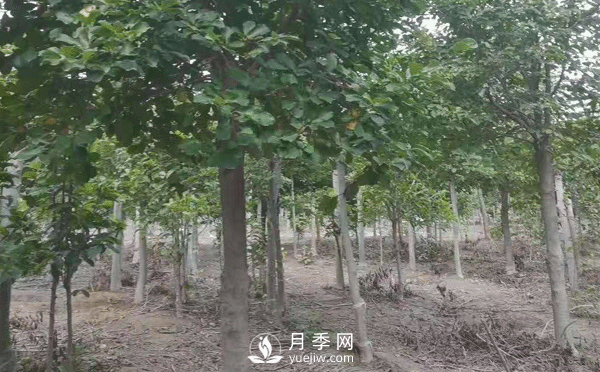 8-15公分紅白黃玉蘭量大，還有嬌紅一號，需要的朋友趕快聯(lián)系哦(圖4)