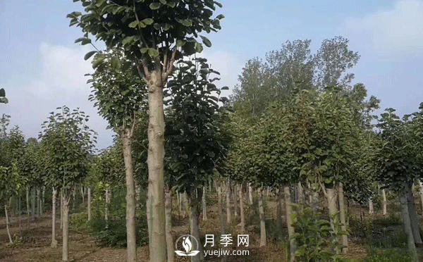 8-15公分紅白黃玉蘭量大，還有嬌紅一號，需要的朋友趕快聯(lián)系哦(圖3)