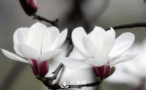 要想養(yǎng)護好白玉蘭盆景，要注意土壤，陽光水肥幾個方面的工作(圖1)