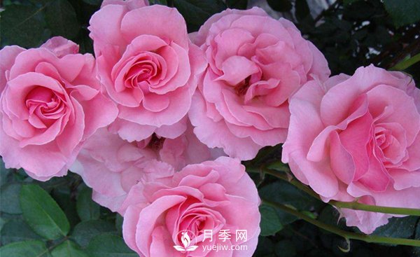 溫室月季小苗種植需要注意哪些事項(xiàng)？(圖1)