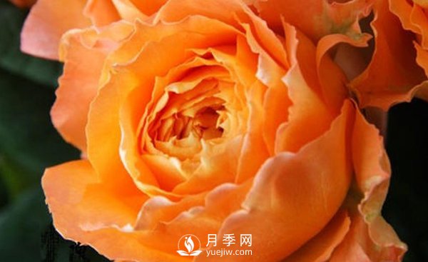 月季花還沒有開花就開始枯萎主要問(wèn)題(圖1)