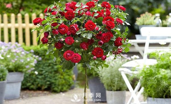 南陽(yáng)盆栽樹狀月季應(yīng)該怎樣養(yǎng)護(hù)？(圖1)