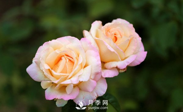大花月季花扦插方法，用杯子給月季扦插方法(圖1)