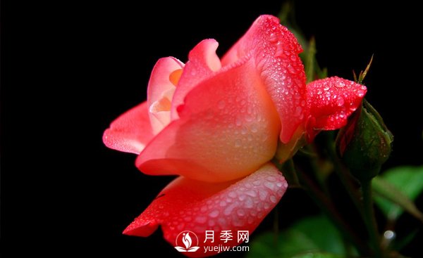 大花月季苗嫁接時注意事項哪些問題？(圖1)