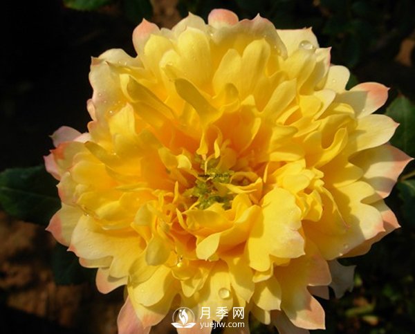 月季葉片發(fā)黃不止一個原因，不對癥處理后果很嚴重！(圖1)