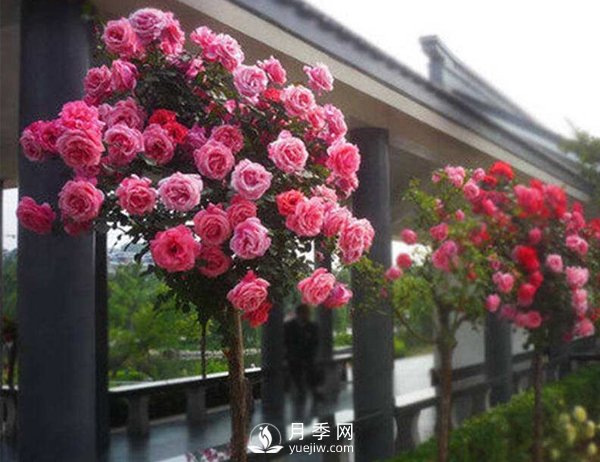 種植和管理樹狀月季中需要注意的幾點(diǎn)，你知道嗎？(圖1)