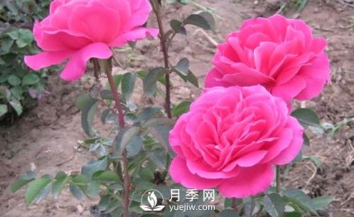 月季樹冬季長小芽該怎么辦？(圖1)