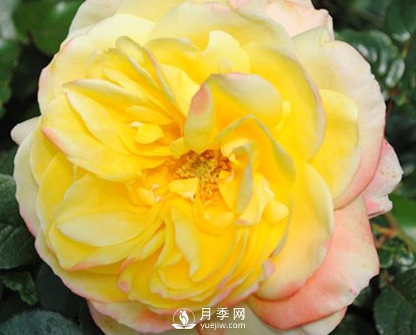 如何防治南陽月季霉心?。?圖1)