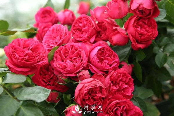月季扦插如何防“假活”你知道嗎？(圖1)