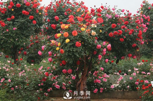 月季不同的季節(jié)養(yǎng)護需要不同的技巧？秋季該如何養(yǎng)殖(圖1)