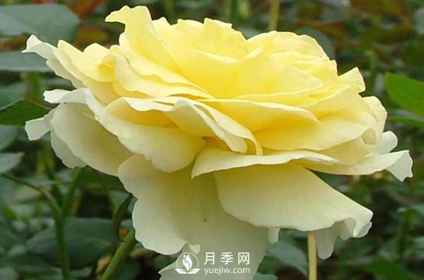 要想種好月季需要謹慎處理好哪些問題？(圖1)