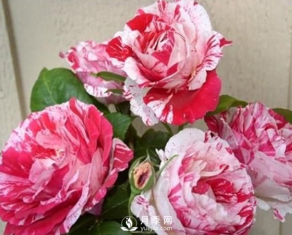 月季種植期的養(yǎng)護(hù)，和玫瑰的方法一樣嗎？(圖1)