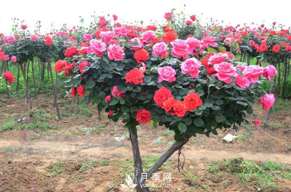 樹(shù)狀月季花都能有什么樹(shù)的樹(shù)樁可以來(lái)嫁接？(圖1)