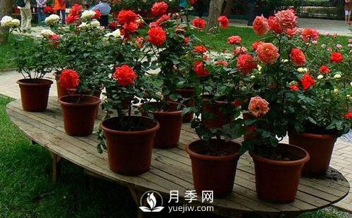 南陽月季成活階段要如何管理？(圖1)