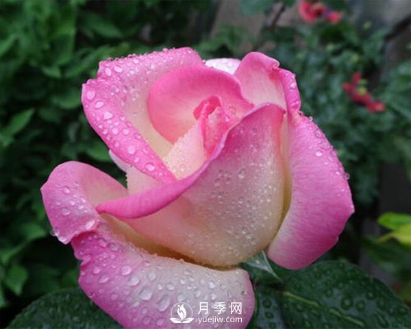 月季的物種歷史是怎樣的？(圖1)