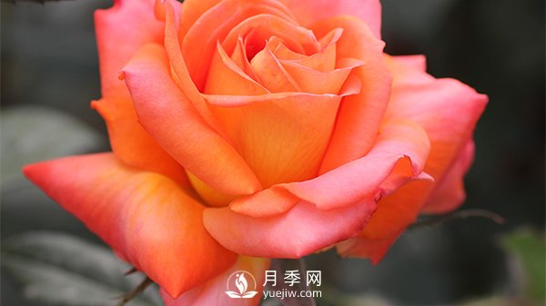 月季的播種育苗需要準(zhǔn)備哪些內(nèi)容？(圖1)