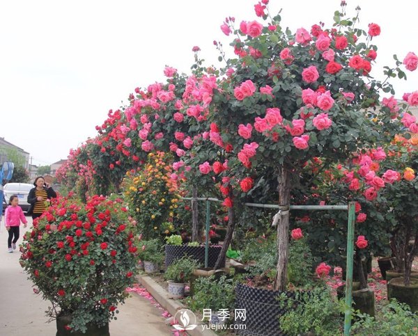 南陽樹狀月季冬季長小芽要怎么辦？(圖1)