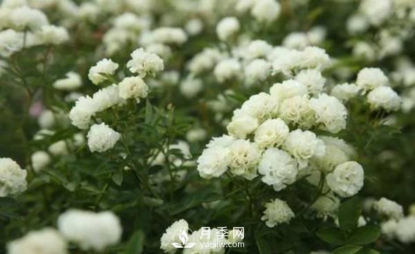 怎樣防治南陽月季黑斑病病害？(圖1)