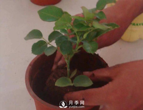 月季休眠期，南陽月季種植基地是怎樣修剪的？(圖1)