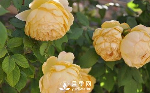 發(fā)酵農(nóng)家肥不徹底對(duì)南陽(yáng)月季花有什么影響？(圖1)