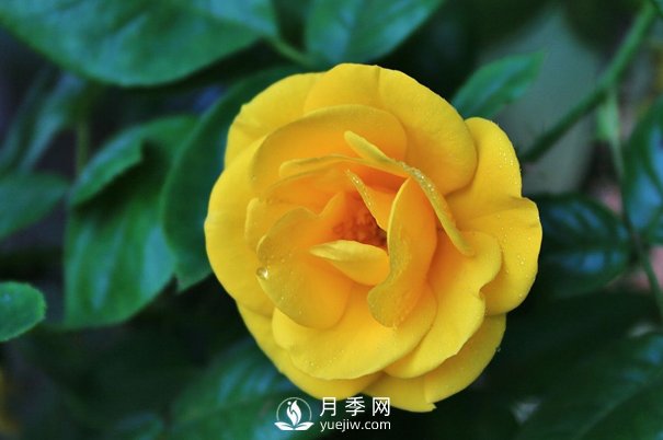 怎樣能使南陽盆栽月季花期長、開大花？(圖1)