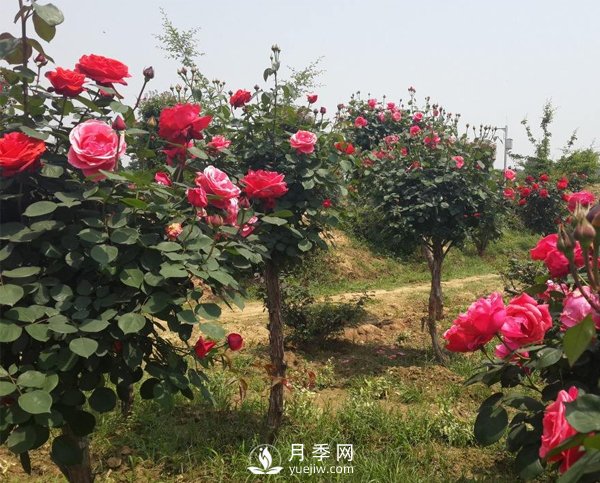 月季樹長得好好的為什么要嫁接呢？(圖1)