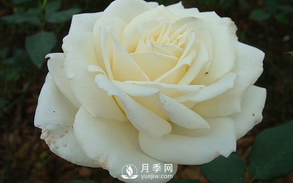 南陽大花月季早春管理注意事項(xiàng)介紹(圖1)