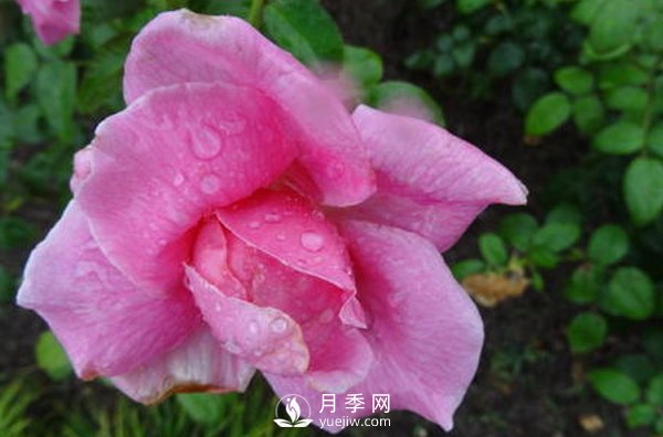 南陽(yáng)月季花想長(zhǎng)得好看，要學(xué)會(huì)的小技巧(圖1)