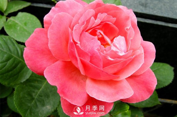想種月季沒(méi)有經(jīng)驗(yàn)？來(lái)看看月季網(wǎng)分享的攻略吧(圖1)