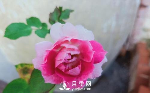 栽種南陽月季時如何防止蒂腐病病害？(圖1)