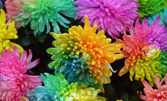 新品推薦彩虹菊，色彩鮮艷，如何養(yǎng)護繁殖(圖1)