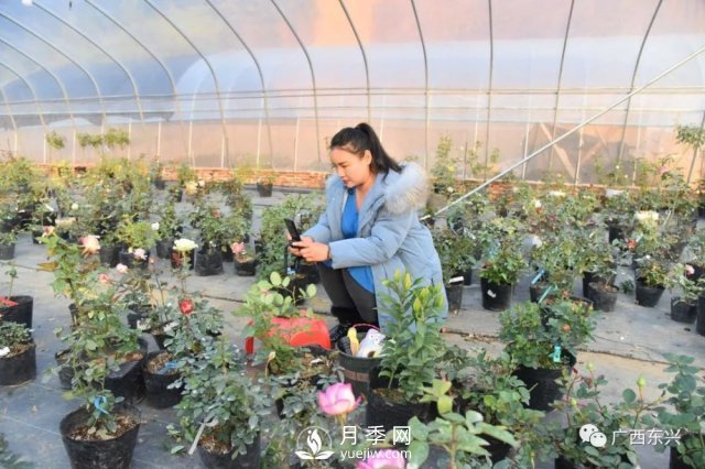 廣西防城港：網(wǎng)絡(luò)直播帶旺月季花銷(xiāo)售 推進(jìn)鄉(xiāng)村振興(圖1)