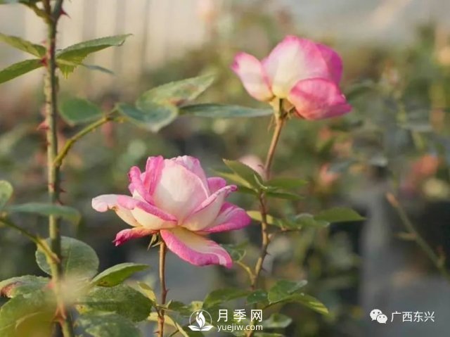 廣西防城港：網(wǎng)絡(luò)直播帶旺月季花銷(xiāo)售 推進(jìn)鄉(xiāng)村振興(圖3)